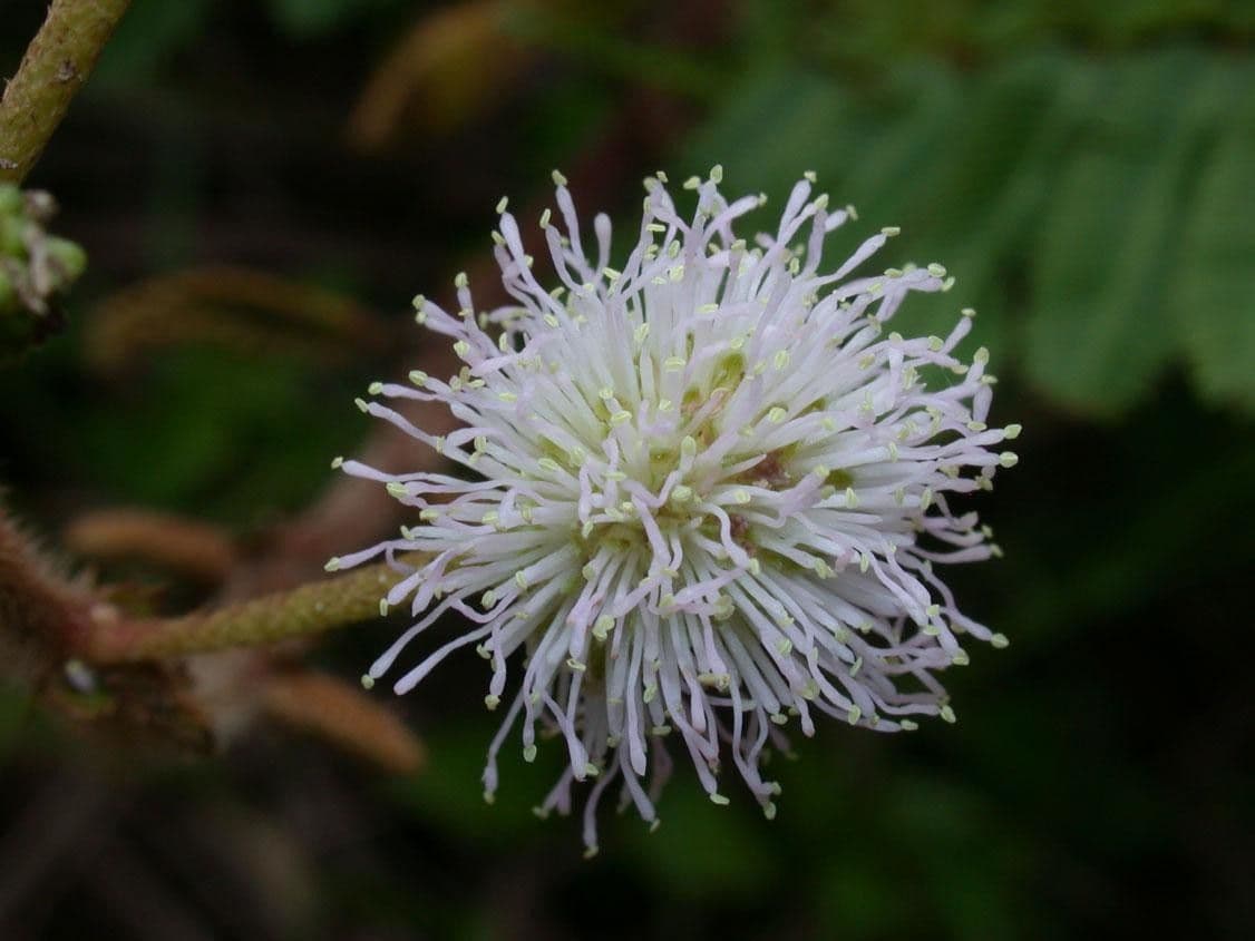 Mimosa 7