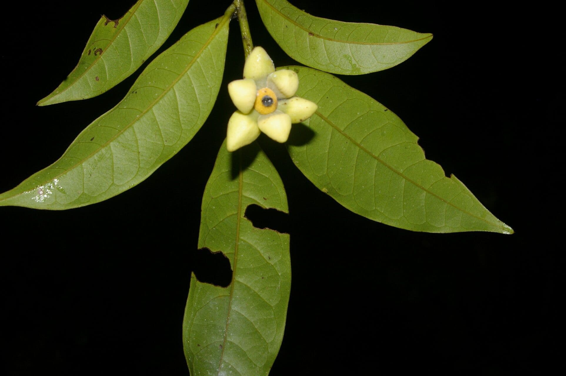 Guatteria