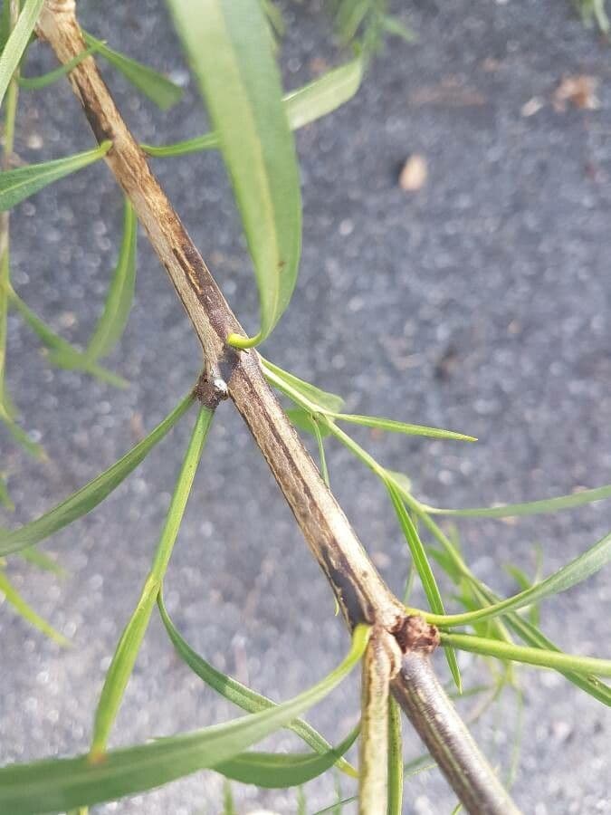 Freylinia 16