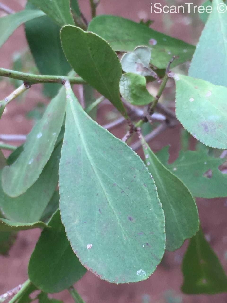 Gymnosporia 17