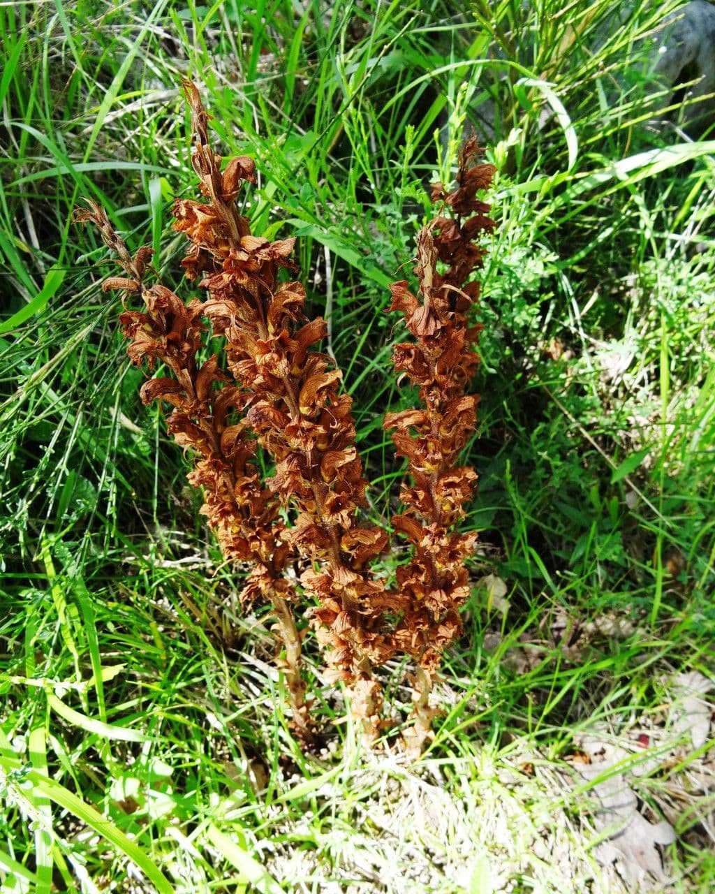 Orobanche amethystea 9