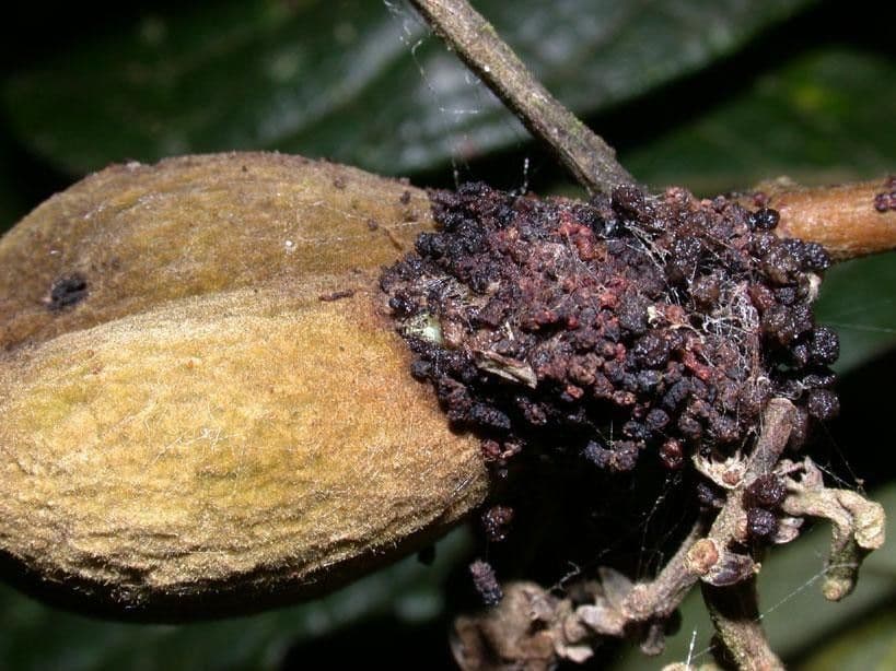 Dichapetalum