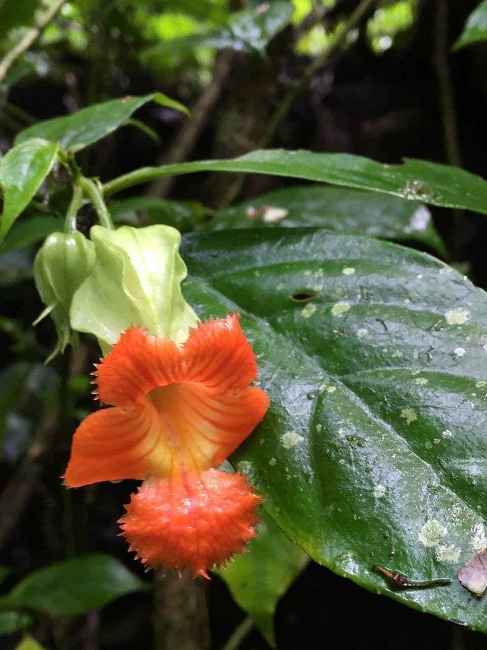 Drymonia 14