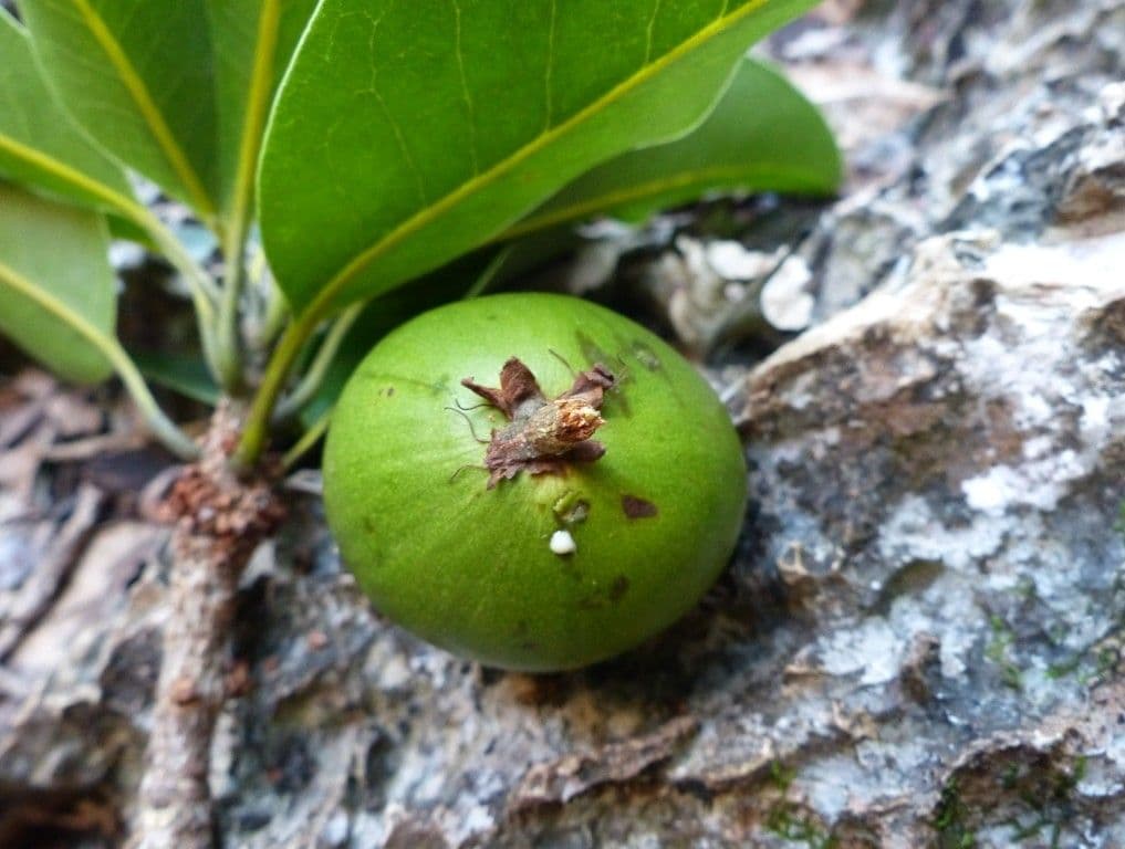 Pichonia 4