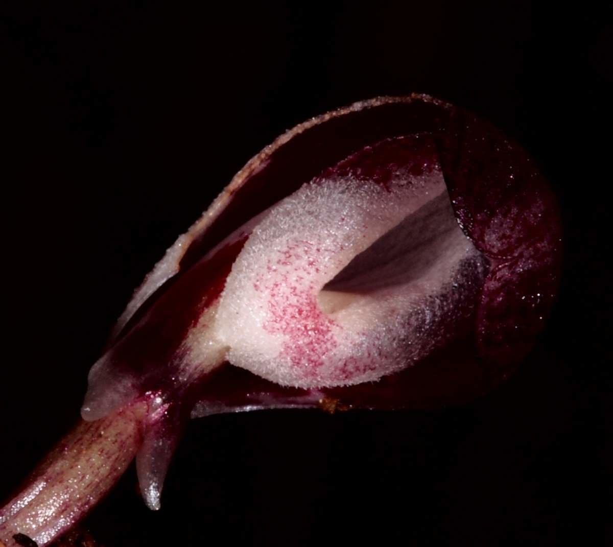 Corybas 6