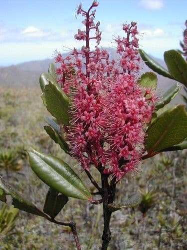 Cunonia vieillardii
