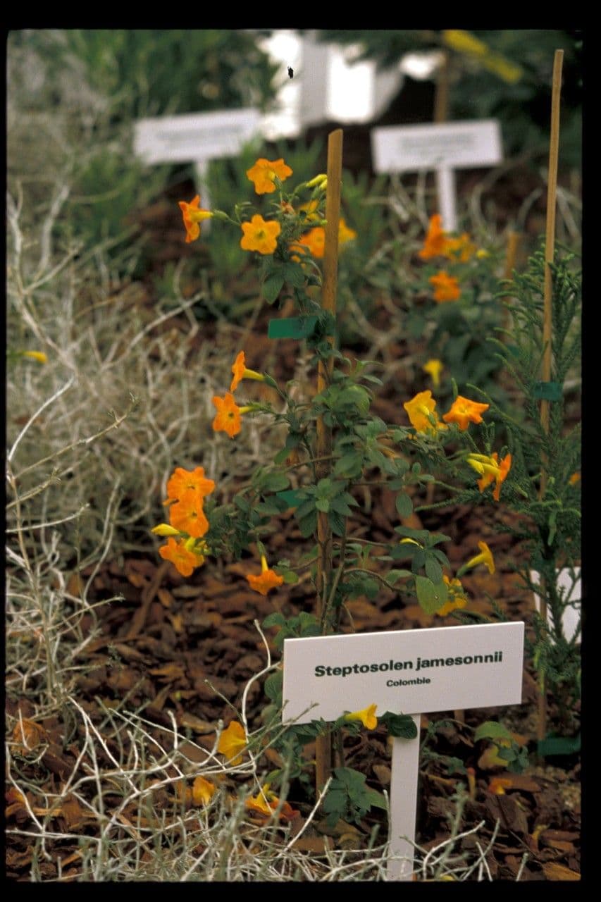 Marmeladenstrauch 5