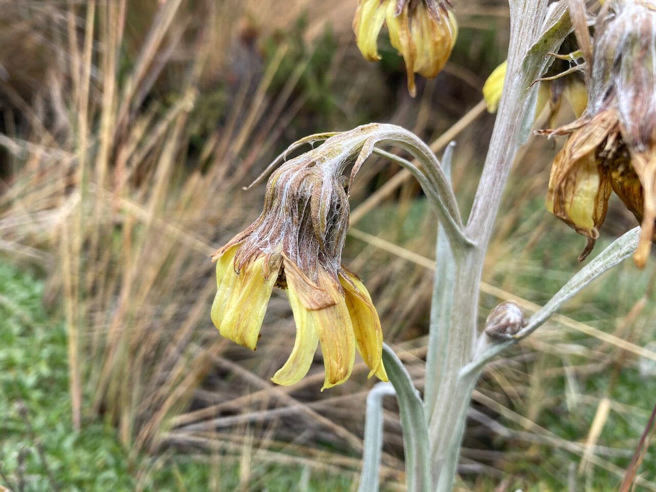 Senecio 7
