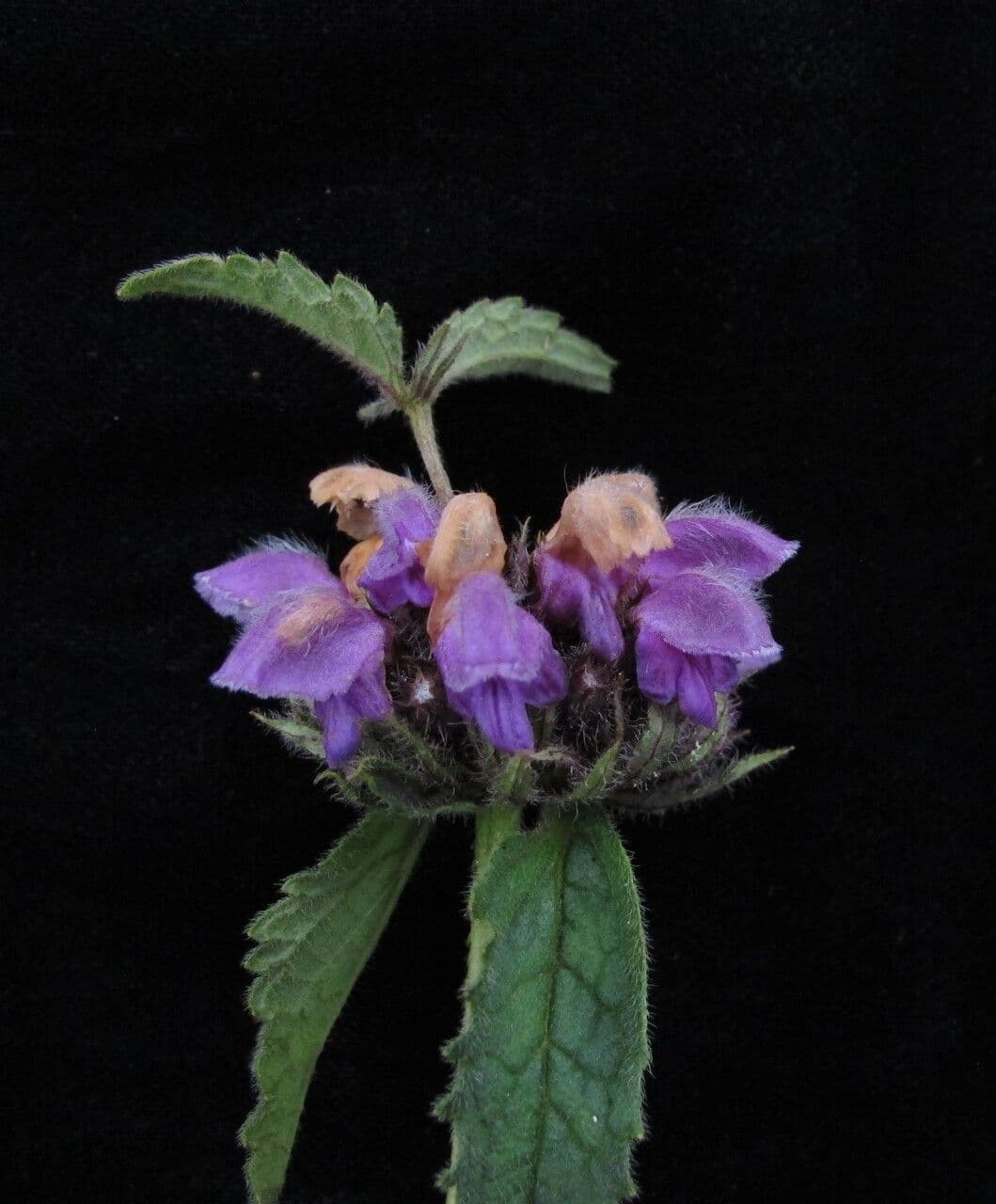 Phlomoides bracteosa 6
