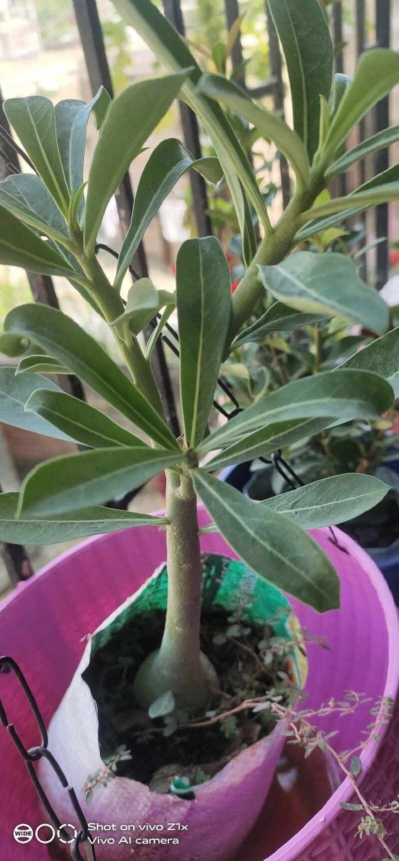 Adenium