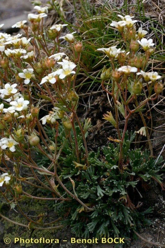 Verschlungene Steinbrech 19