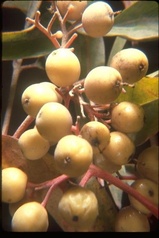 Cornus 2