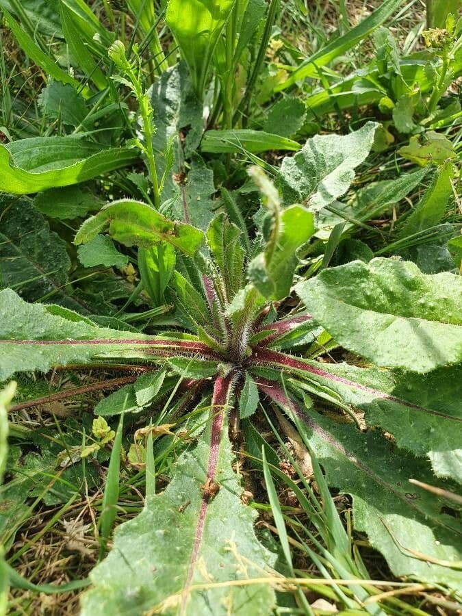 Radicchiella dolcigna 20
