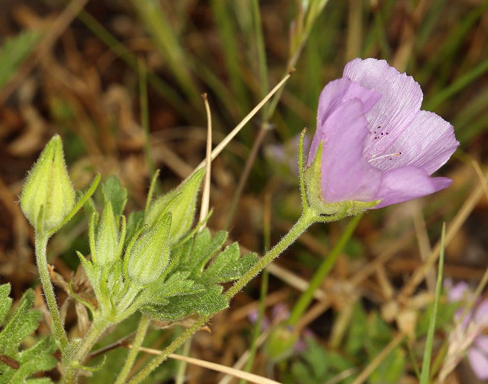 Malva di Parry 13