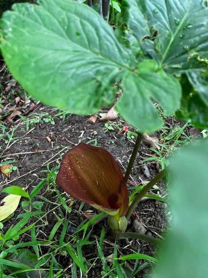 Typhonium 2