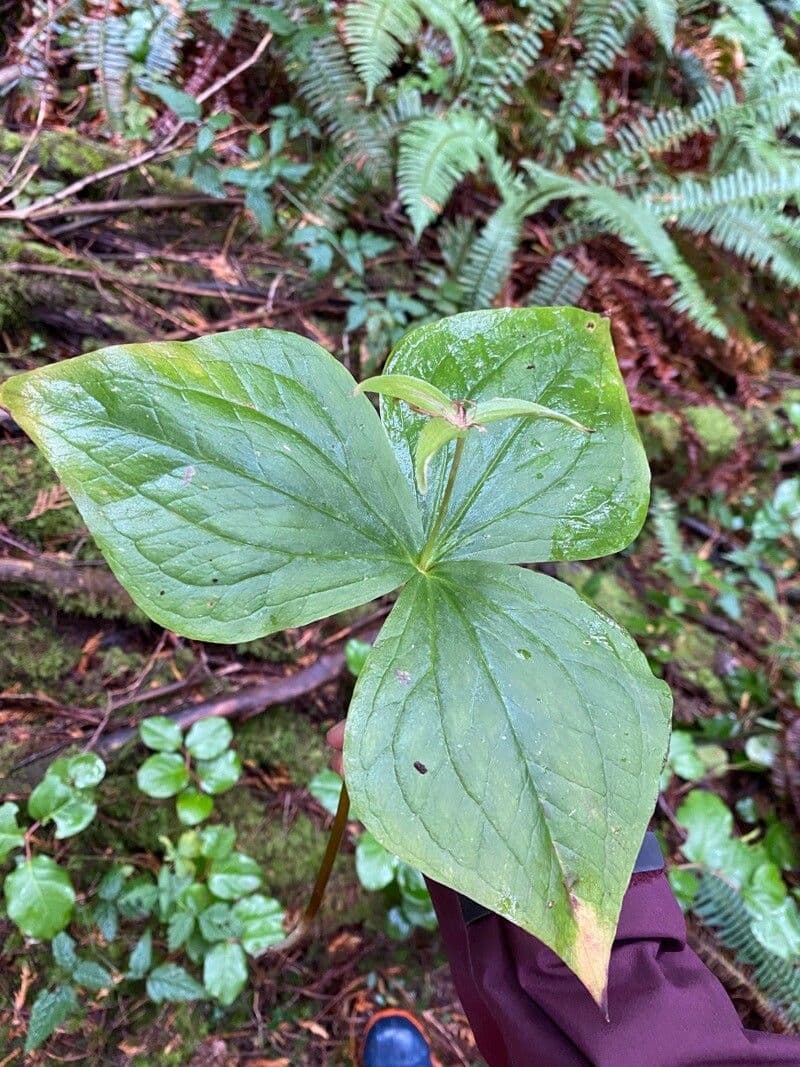 Trillium ovato 19