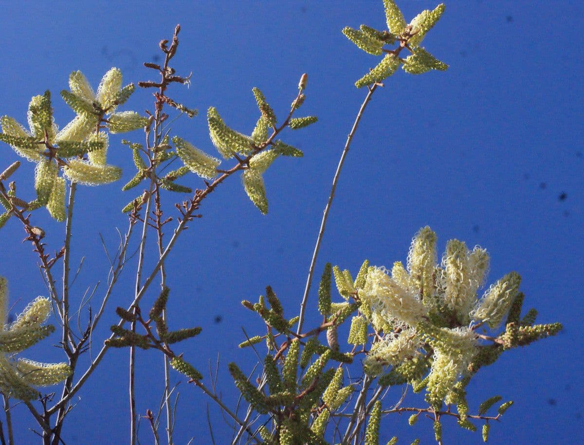 Grevillea 7