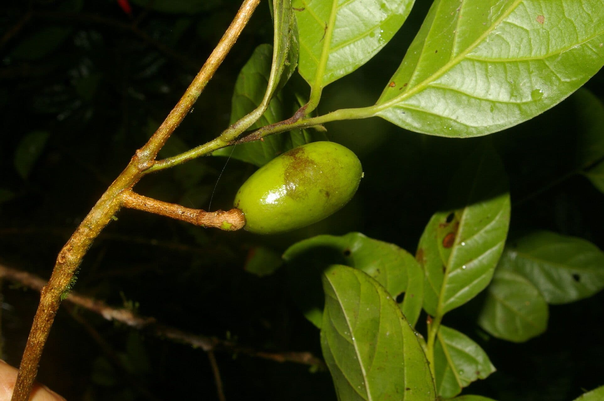 Beilschmiedia costaricense
