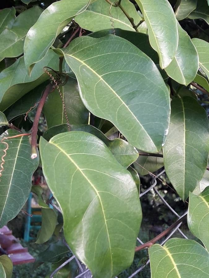 Passiflora laurifolia 13