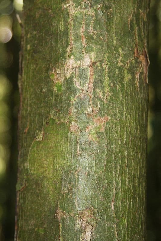 Hymenopus 3