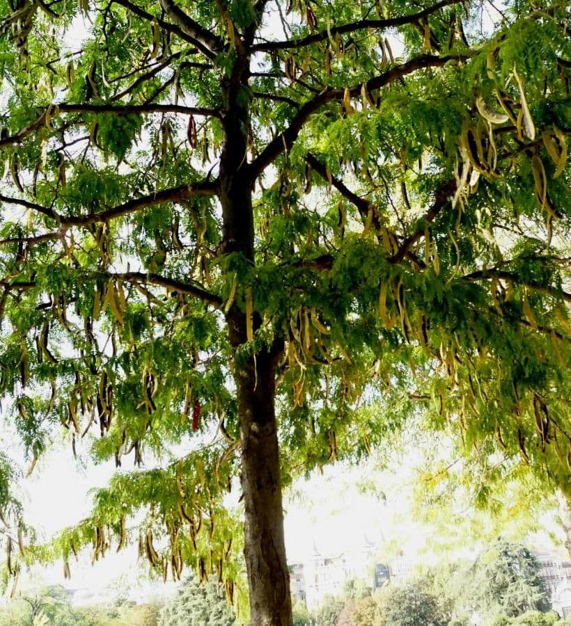 Schubkäsebaum 5