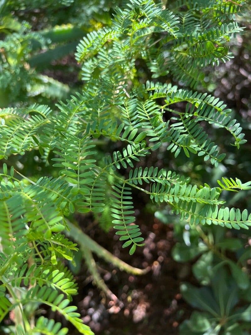 Acacia 5