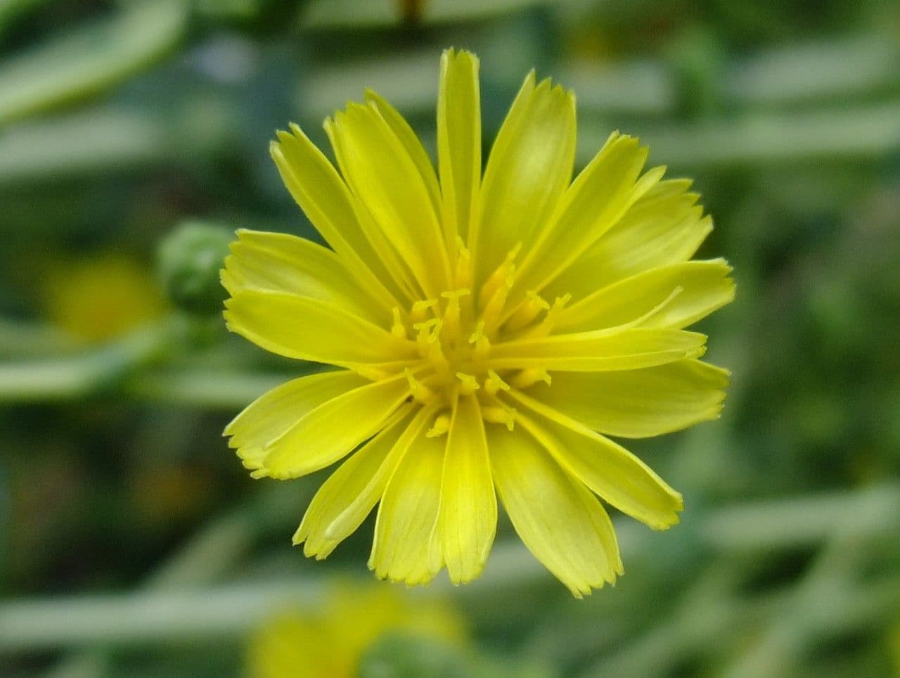 Lattuga 6