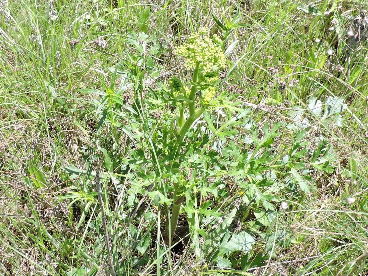 Polytaenia 14