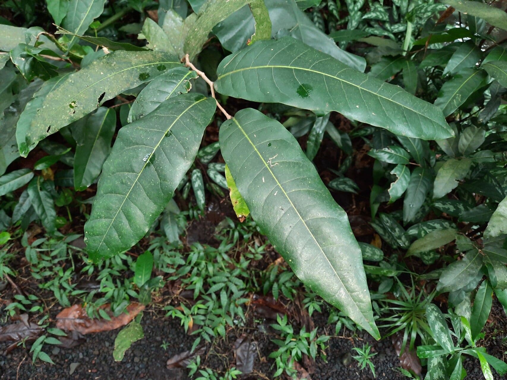 Inocarpus 10