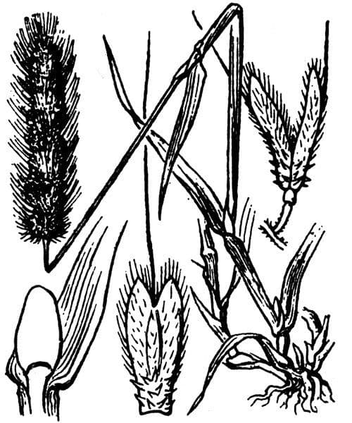 Polipogon marittimo 19
