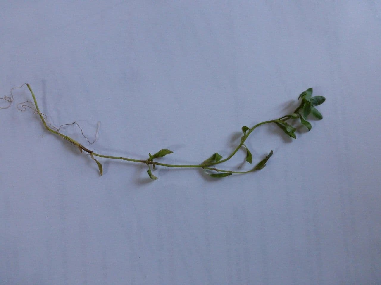 Callitriche brutia 9