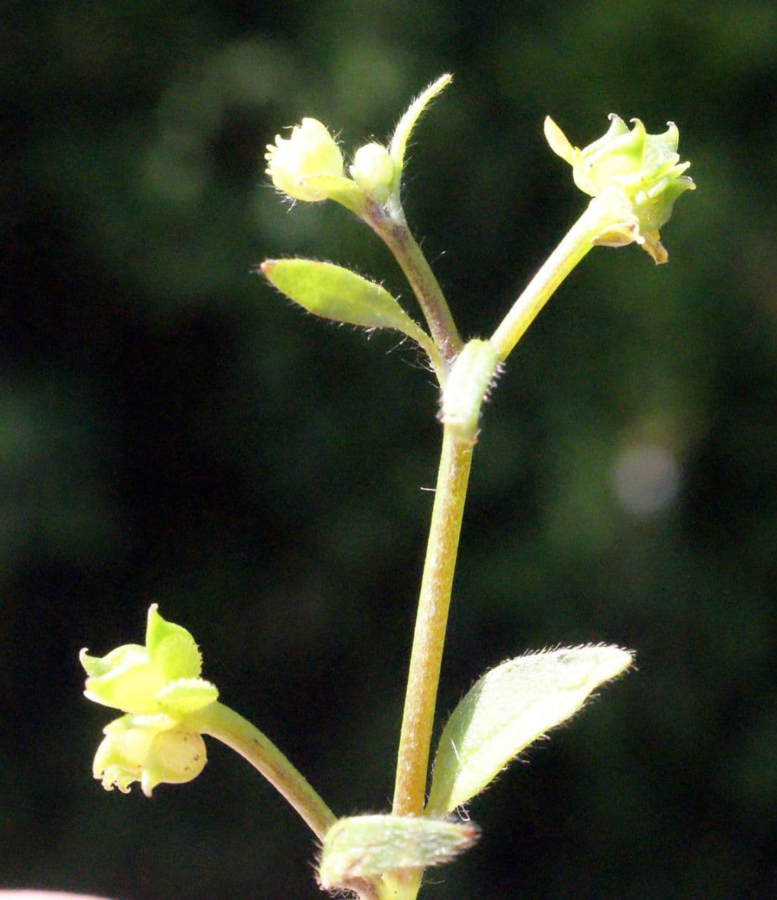 Ranunculus parviflorus 7