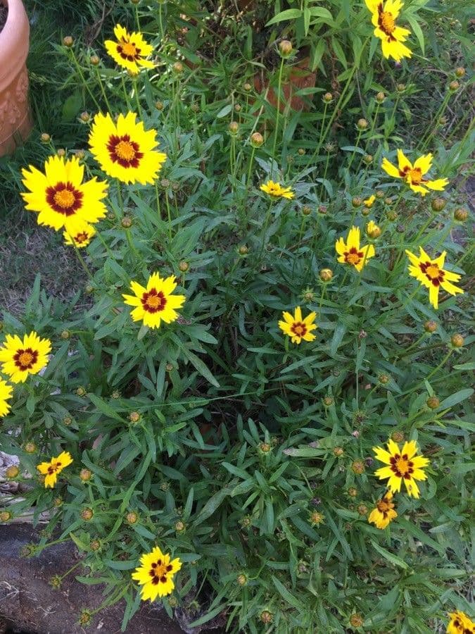 Färber-Mädchenauge 18