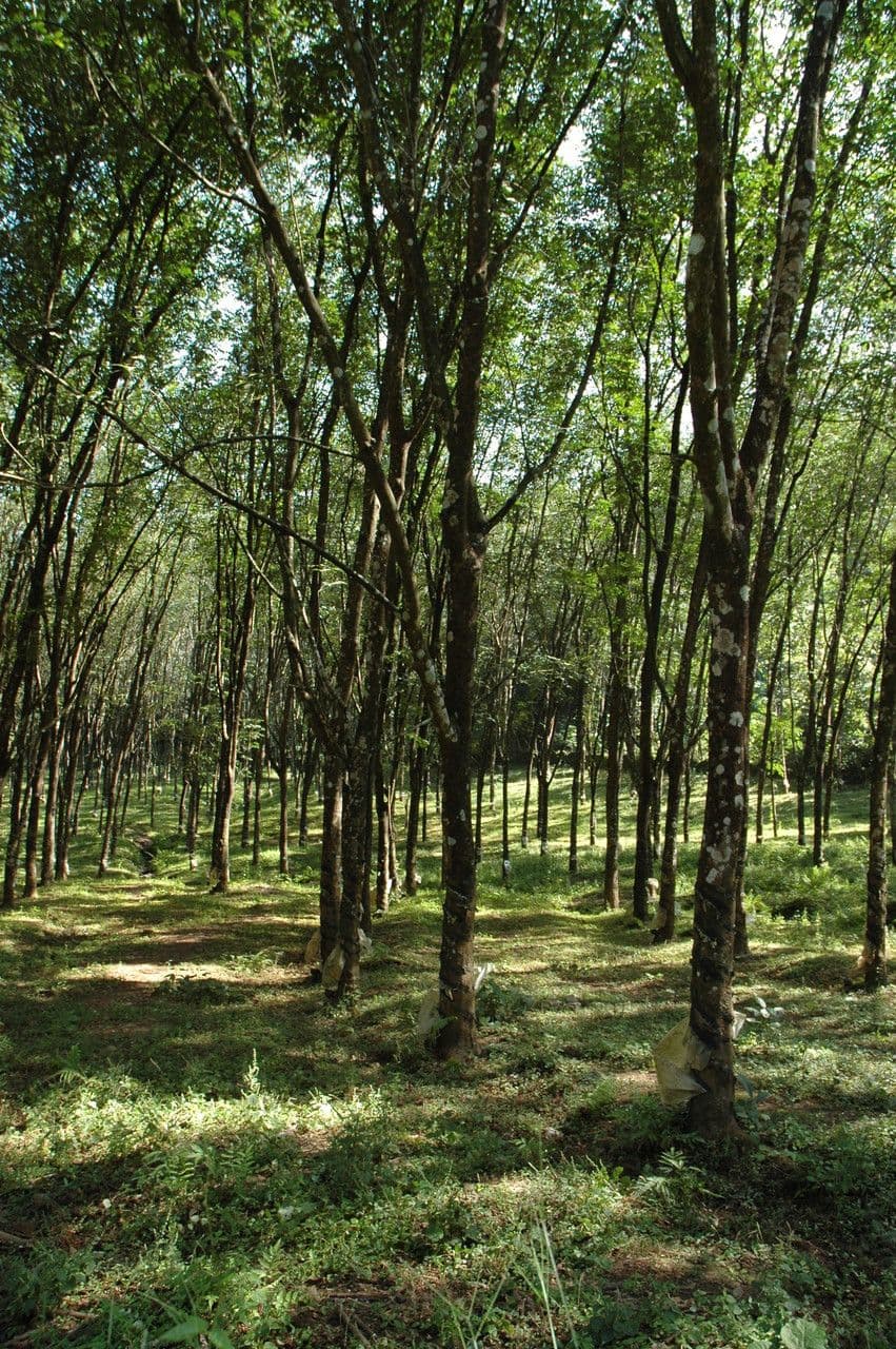 Hevea brazylijska 25