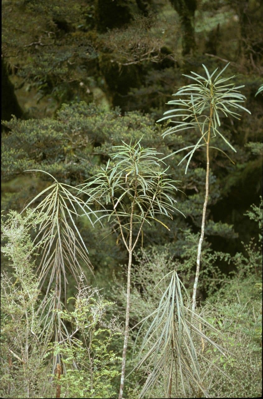 Bois de lance 2
