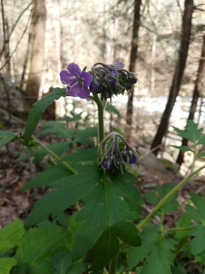 Phacelia bipinnatifida 5