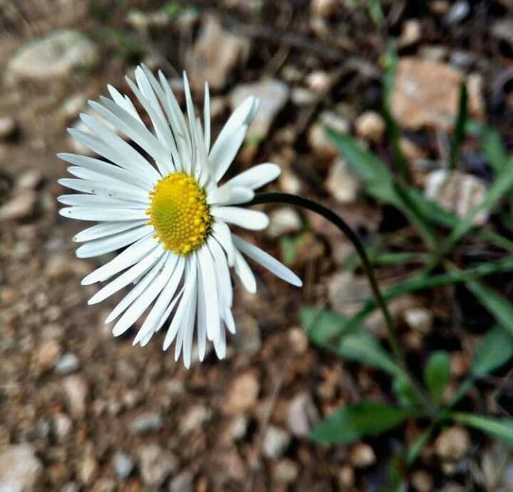 Margherita selvatica 6