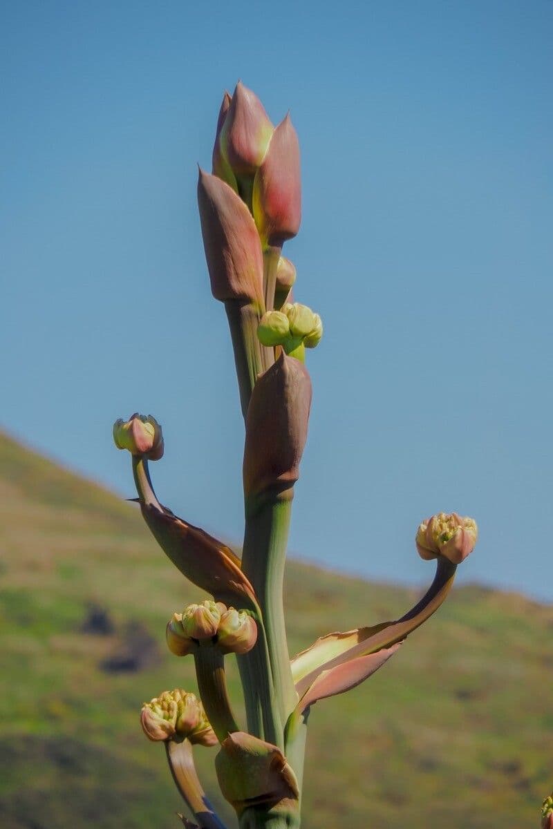 Beschorneria 3