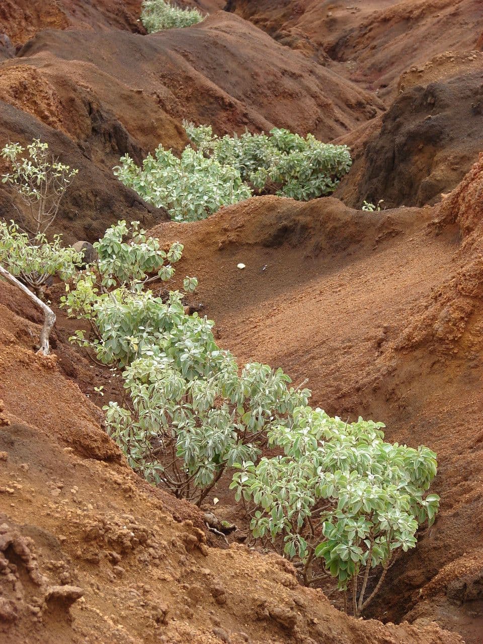 Achyranthes 6
