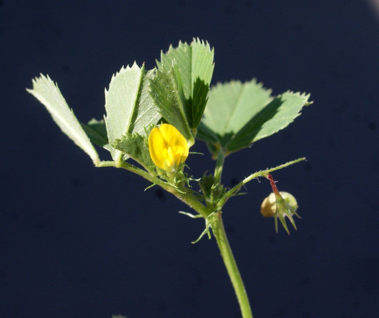 Erba medica orbicolare 8