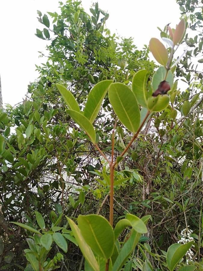 Syzygium 3