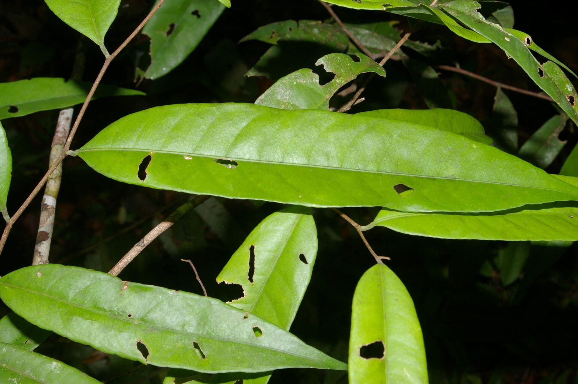 Eschweilera