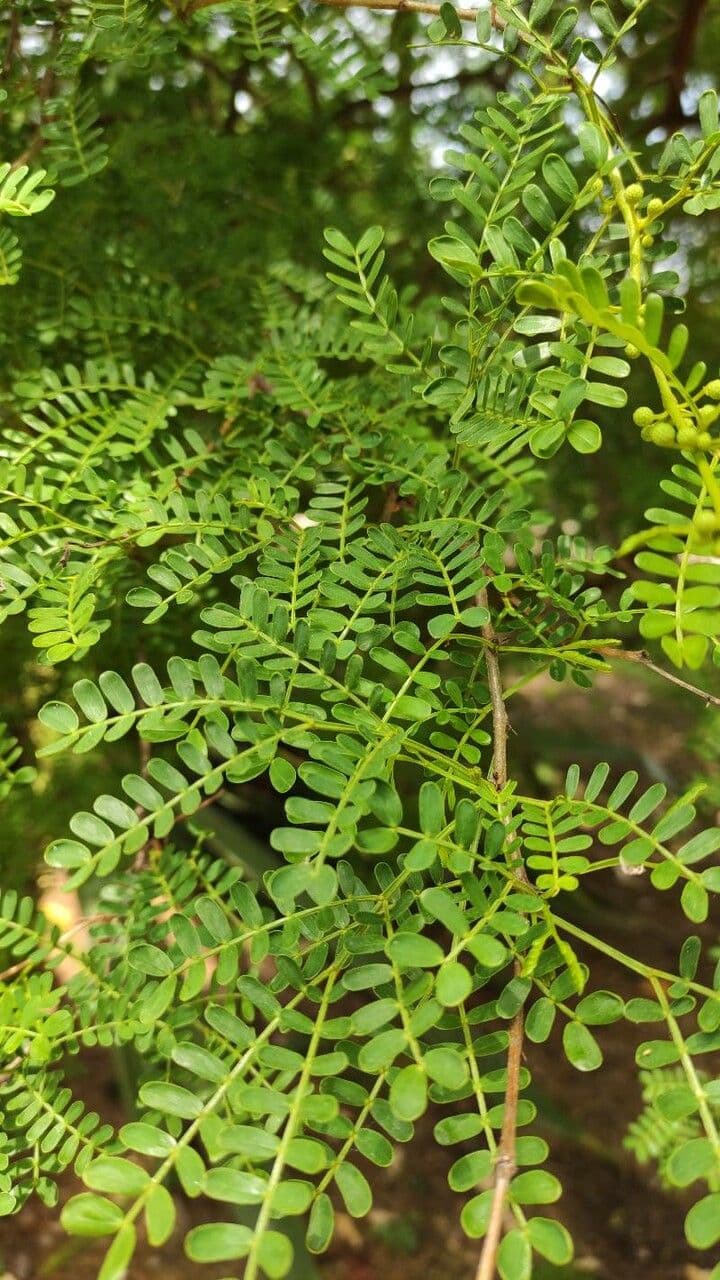 Acacia 8