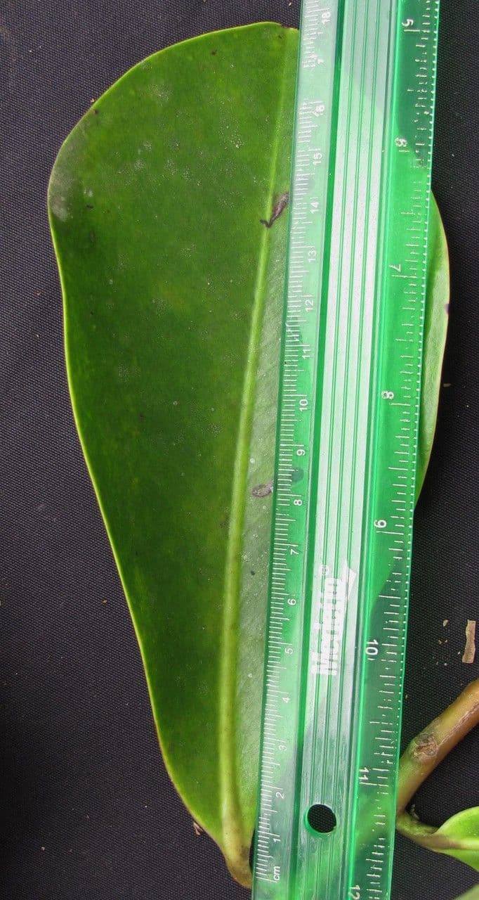 Souroubea 12