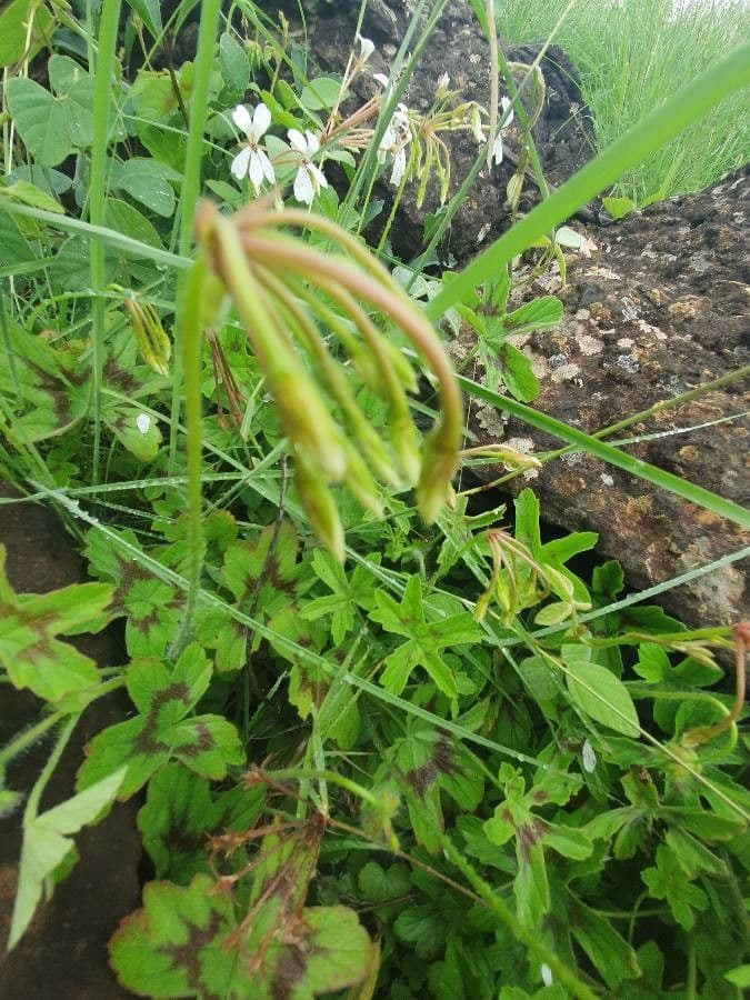 Pelargonium 22