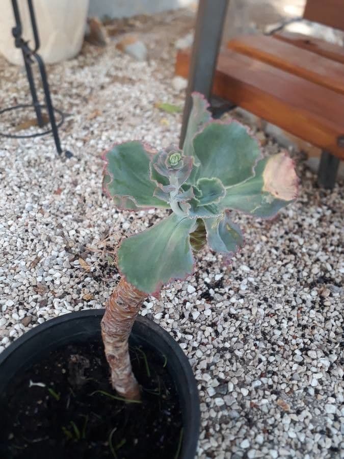 Moricandia 4
