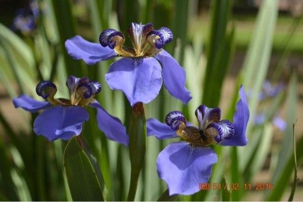 Schwert-Iris 5