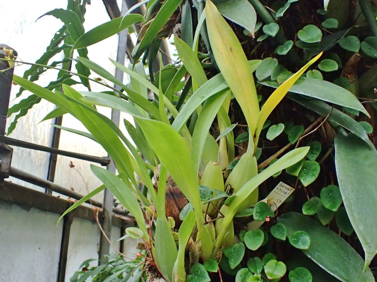 Oncidium 8