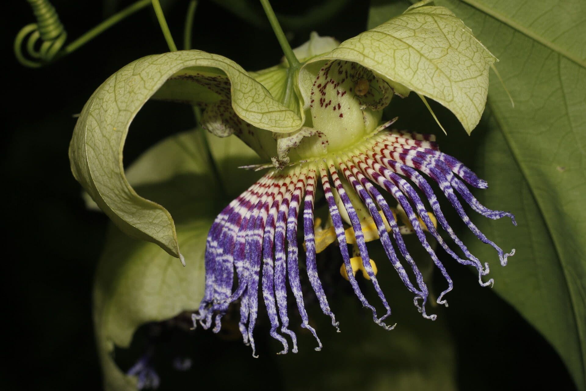 Passiflora 7