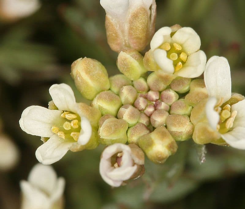 Polyctenium Fremonta